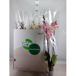 Phalaenopsis   ...mix