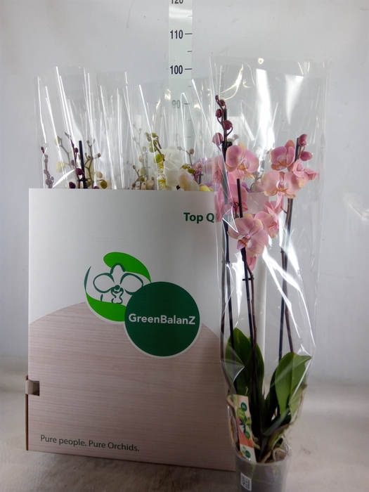 <h4>Phalaenopsis   ...mix</h4>