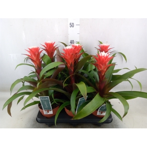 Guzmania  'Hope'