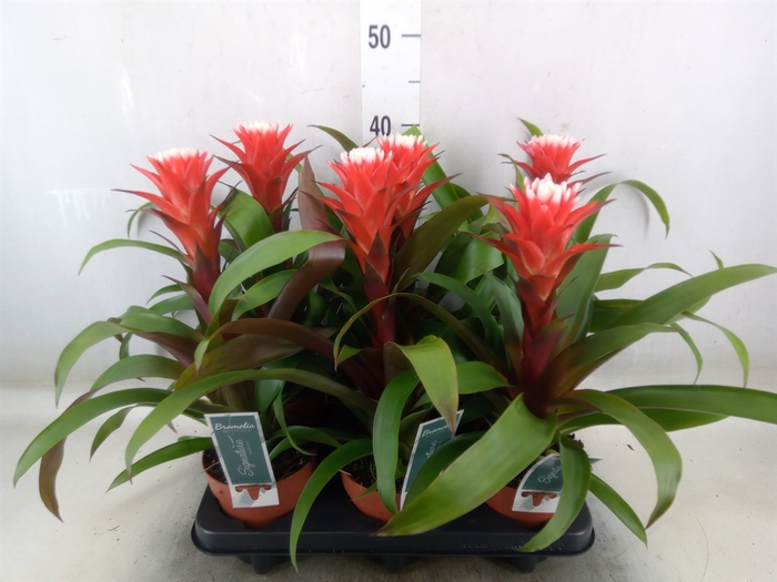 <h4>Guzmania  'Hope'</h4>