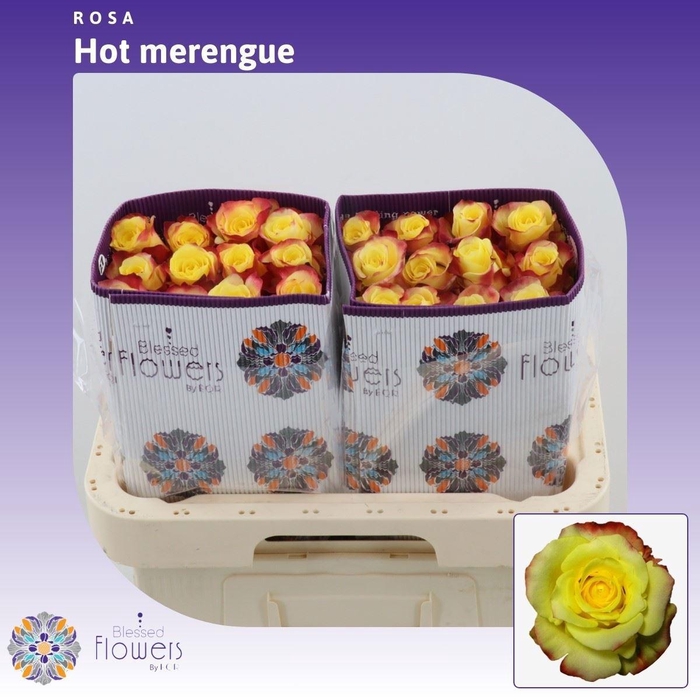 <h4>R GR HOT MERENGUE+</h4>