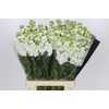 Matthiola Iron White