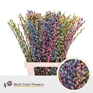 Salix Snowflake Pastel Mix