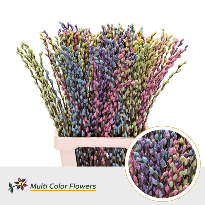 <h4>Salix Snowflake Pastel Mix</h4>