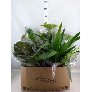 Planten Groen   ...mix  8
