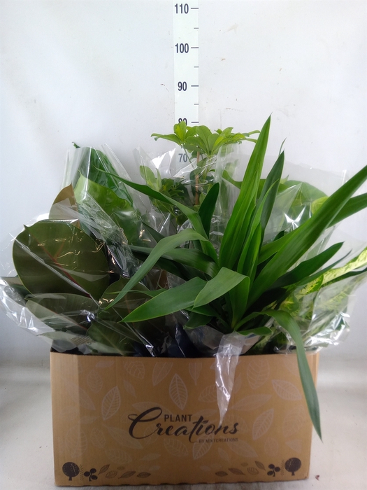 <h4>Planten Groen   ...mix  8</h4>