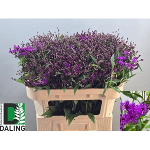 VERNONIA C 'MAMMUTH'