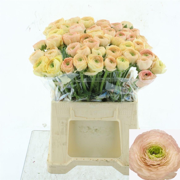 <h4>RAN SU TUAREG</h4>