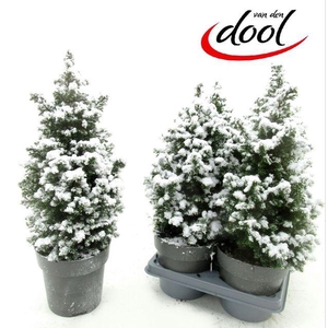 !! PROMO !! CHAM THY TOP POINT P15 SNOW