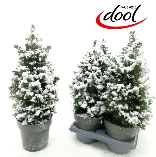 <h4>CHAM THY TOP POINT P15 SNOW</h4>