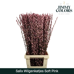 Salix Katjes L90 Klbh. Licht Roze