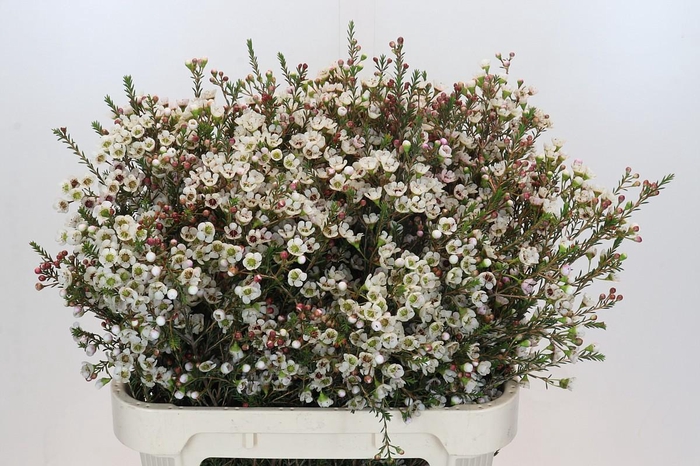 <h4>Chamelaucium Tal White</h4>