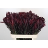 Leucadendron Saf Sunset Dark R.