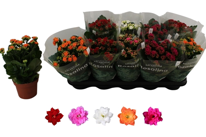 <h4>Kal Ge Ro Gem 5 Kl</h4>