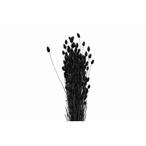 Dried Phalaris X5 Black Bunch