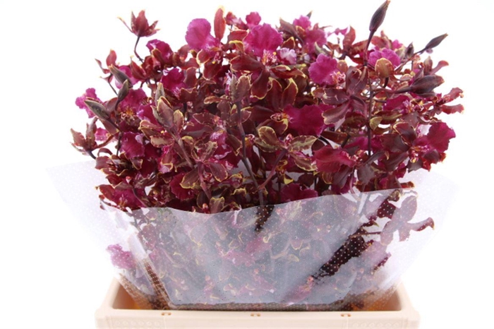 <h4>Oncidium Red Cat M</h4>