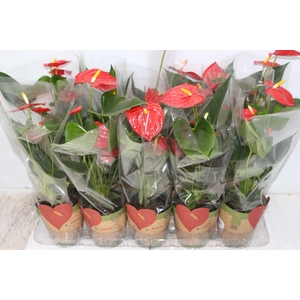 ANTHURIUM ESUDO P12