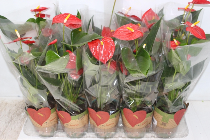 <h4>ANTHURIUM ESUDO P12</h4>