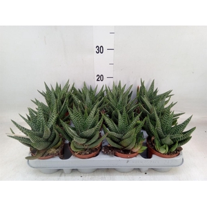 xGasterhaworthia  'Royal Highness'