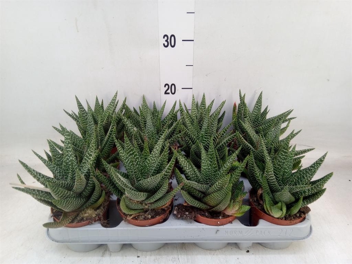 <h4>xGasterhaworthia  'Royal Highness'</h4>