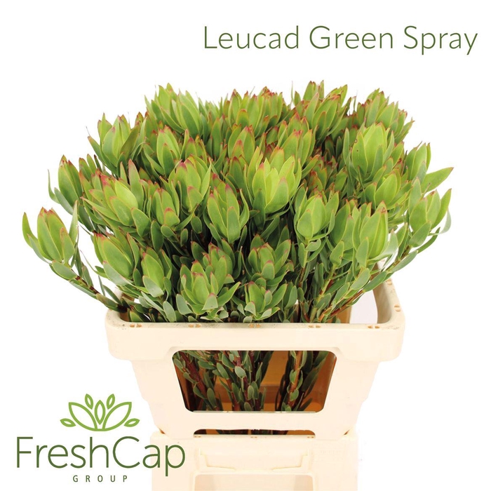 <h4>Leucad Discolor Green Spray</h4>