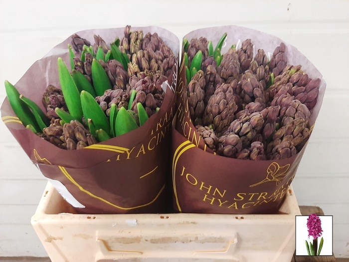 <h4>HYAC WOODSTOCK</h4>