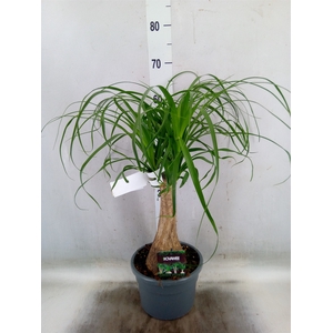Beaucarnea recurvata