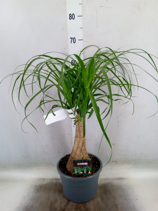 <h4>Beaucarnea recurvata</h4>