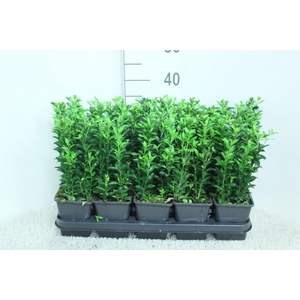 Euonymus japon. 'Green Spire'