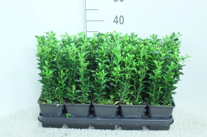 <h4>Euonymus japon. 'Green Spire'</h4>