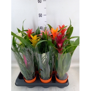 Bromelia   ...mix