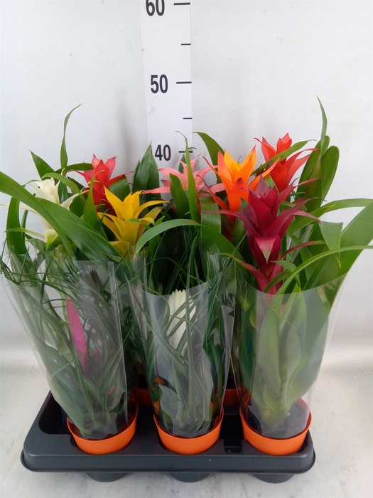 <h4>Bromelia   ...mix</h4>