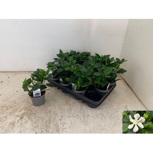 GARDENIA JASMINOIDES