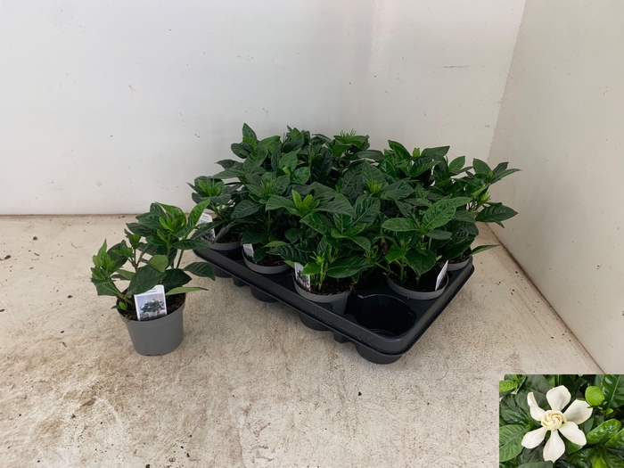 <h4>GARDENIA JASMINOIDES</h4>