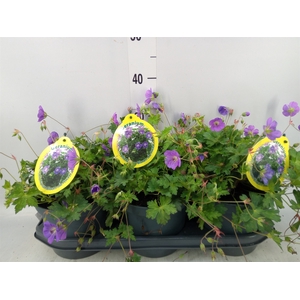 Geranium  'Bloom Me Away'
