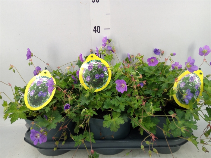 <h4>Geranium  'Bloom Me Away'</h4>