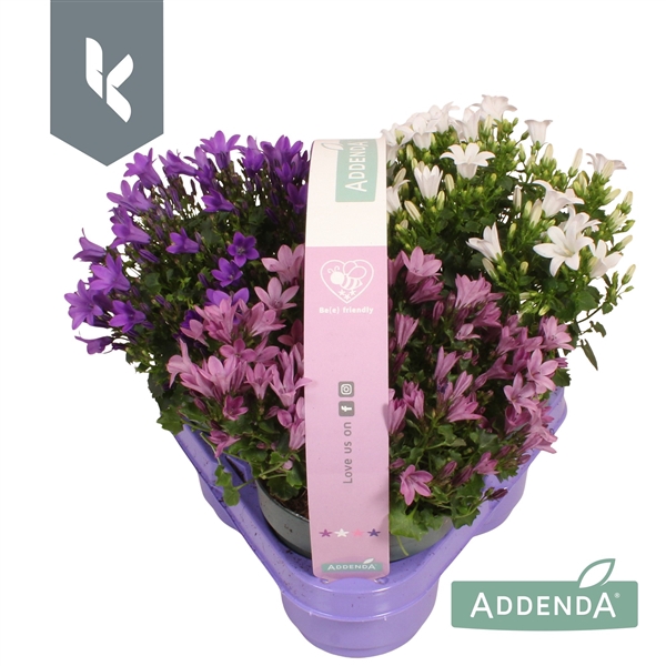<h4>Campanula Addenda Mix in de tray, minimaal 3 kleuren. In 3-Pack.</h4>