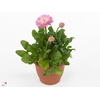 Bellis perennis 'Roggli Rose'