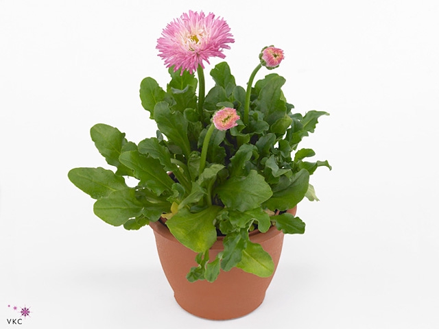 Bellis perennis 'Roggli Rose'