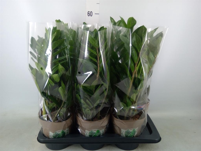 <h4>Zamioculcas zamiifolia</h4>