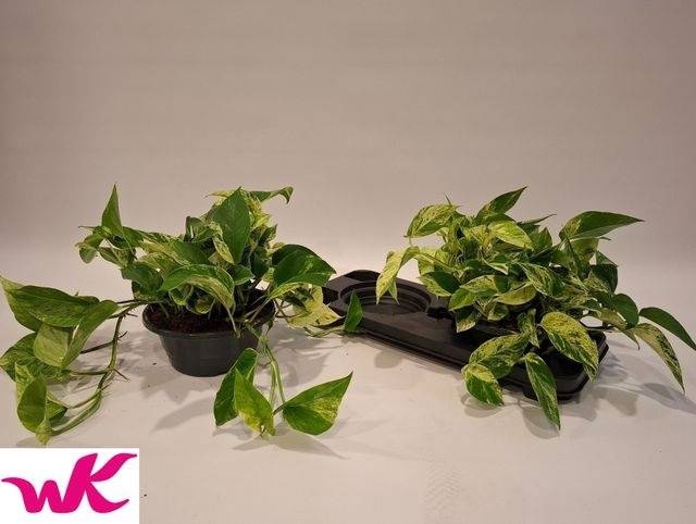 <h4>EPIPR MARBLE QUEEN</h4>