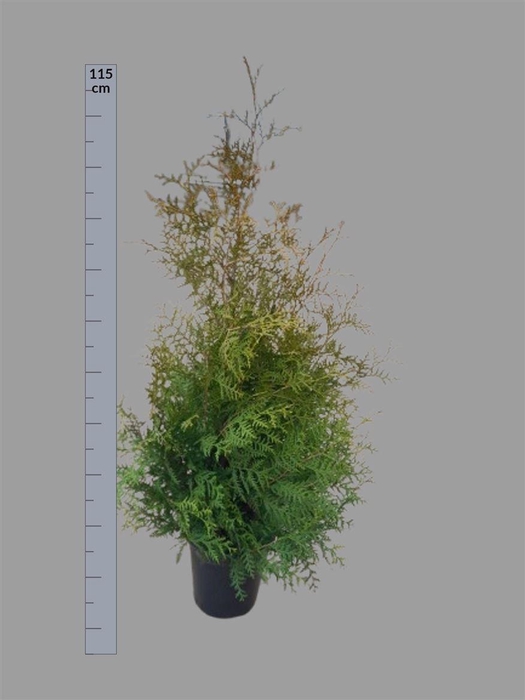arr8 Thuja O Brabant