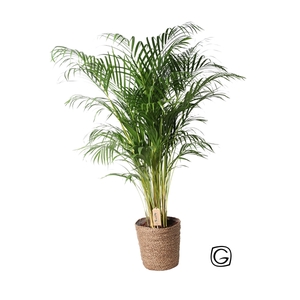 Areca in natural basket p27