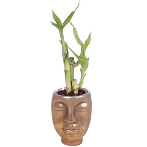 Lucky Bamboo Toef in Ceramic Face Pot Gold Ø09cm
