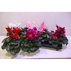 arr8 Cycl Gr Sup Mammoth