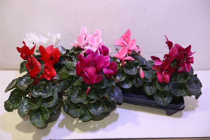 <h4>arr8 Cycl Gr Sup Mammoth</h4>