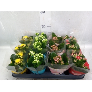 Kalanchoe blos.   ..rosebud mix GR