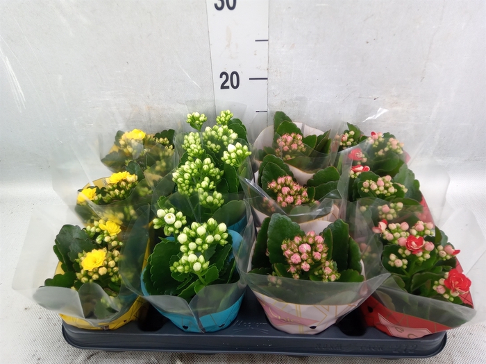 Kalanchoe blos.   ..rosebud mix GR