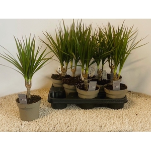DRA MARGINATA