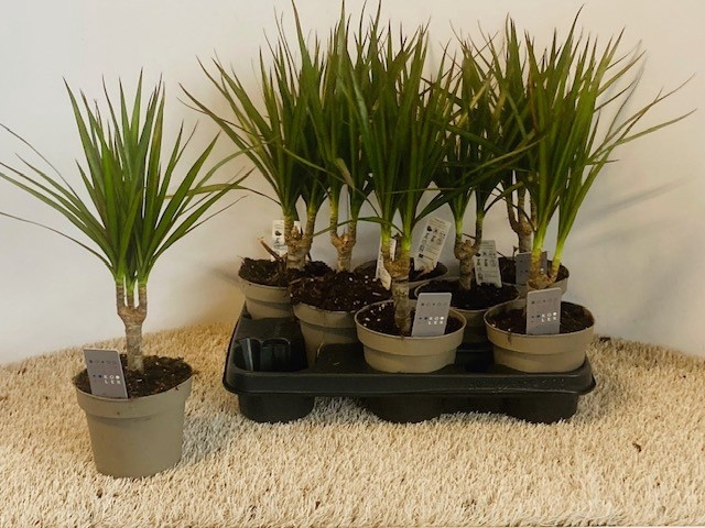<h4>DRA MARGINATA</h4>